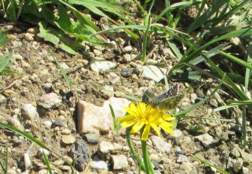 Pyrgus sp.